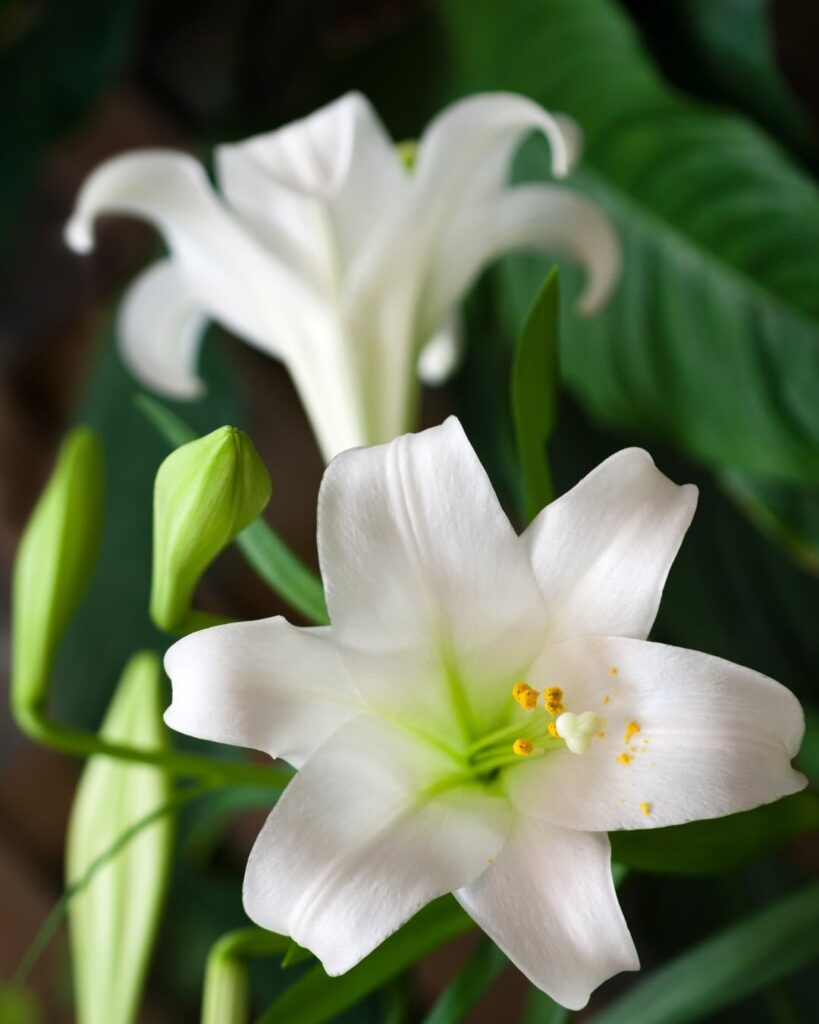 Easter Sunday April 5th